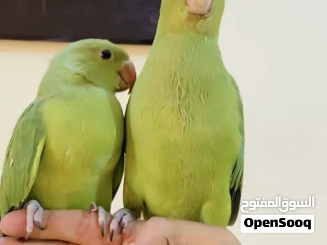 ببغاء دره اليفات وبصحه جيده للبيع مع القفص  وبي مجال العنوان بغداد