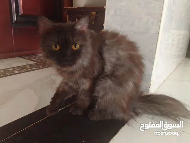 قطة أنثى شيرازية للبيع