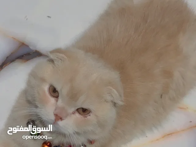 قط سكوتش ذكر طالب التزاوج