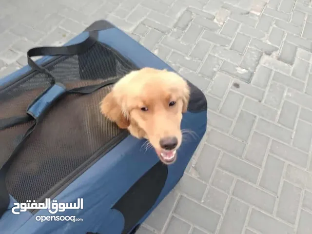 بيت للكلاب حجمو كبير ومرتب