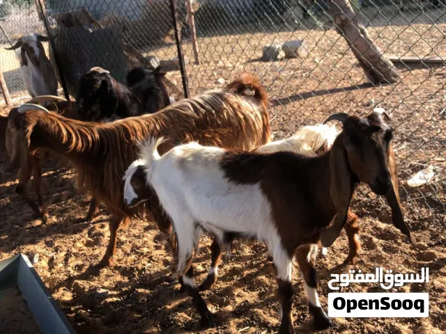 ماعز وجديان للبيع مكان طرابلس خلة الفرجان لاي استفسار التوا صل ع الخاص وعلي رقم الهاتف