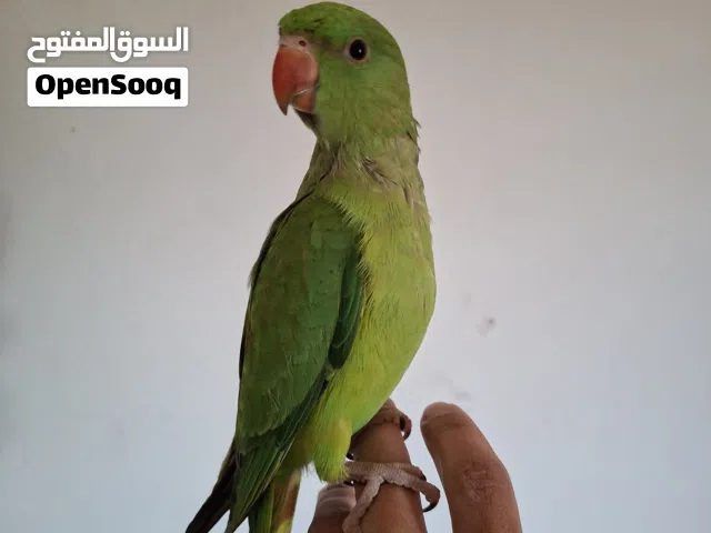 طير    دره