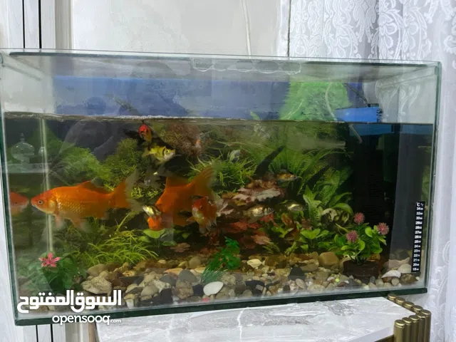 اسماك ملونة