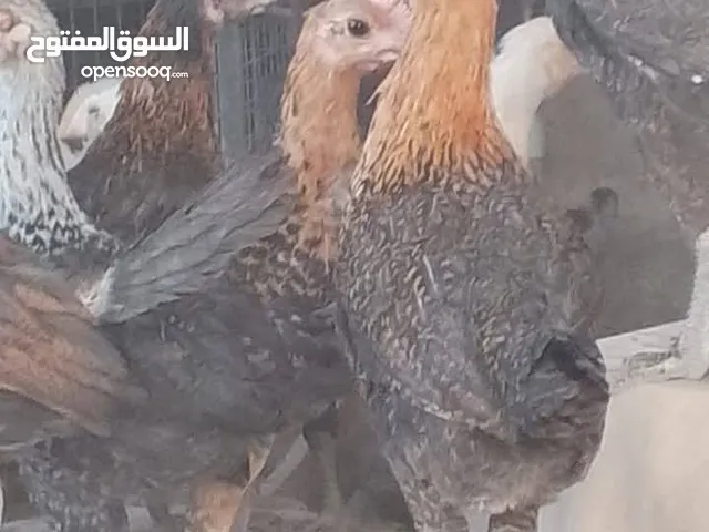 حمام انواع اي حبه على ثلاث