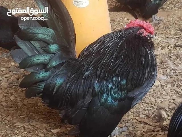 صيصان للدواجن الزينه