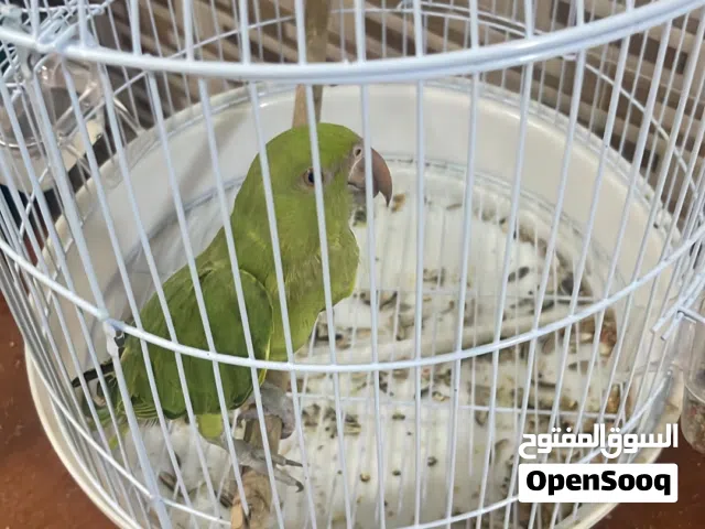 ببغاء دره هنديه للبيع