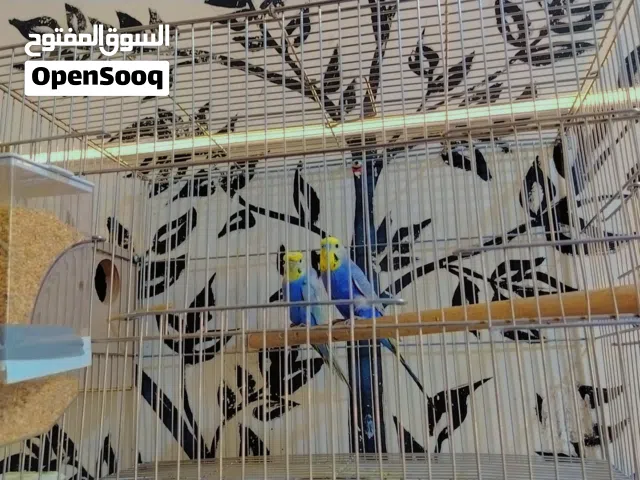 طيور حب للبيع فقط