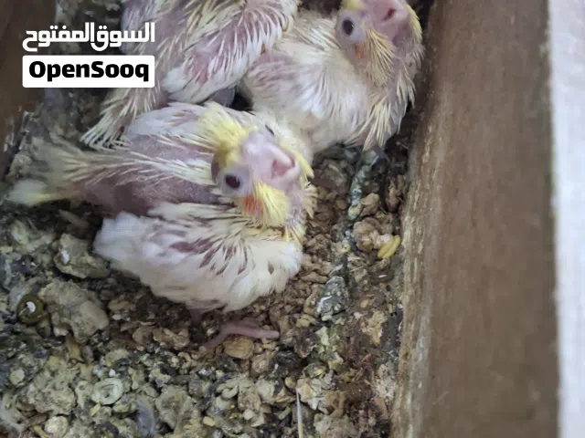 فراخ كوكتيل