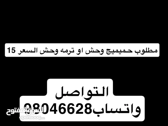 مطلوب حميميج وحش او ترمه وحش