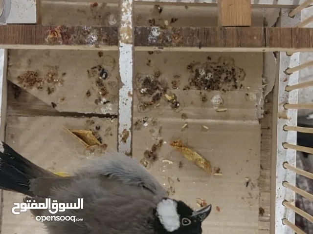 متاح بلبل فحل للبيع نضيف جدا وصحة جيده وخشونه خير من الله شرط التغريد ومزواف وطك جناح