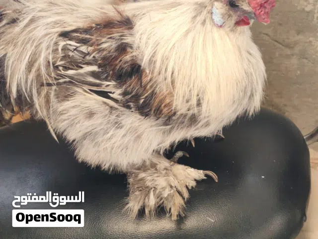 ديج سلكي للبيع