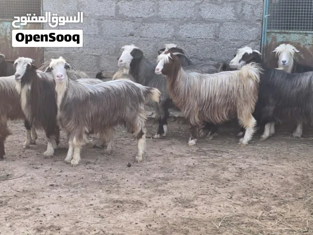 للبيع غنم من حلال بني سعيد حلال طيب ماشاء الله فرصه الي يدور شي زين ماعليهن كلام حق ذباح او تربية