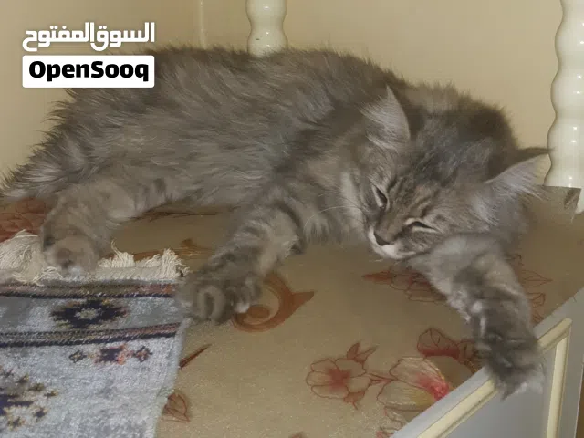 معي قطه شيرازي انثى عمر سنه لون رمادي ولطيفه ونظيفه