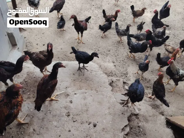 دجاج كويتي ، امايات 8 دجاجات وديجين وهرفيات ومخاليف