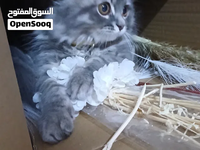 شيرازي للبيع