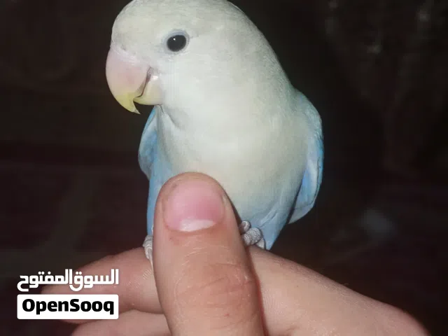 شوف الوصف عصفور روز فرخ مفطوم جديد اليف