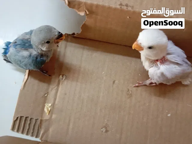 فرخين روز واحد ازرق فاتح و واحد ابيض