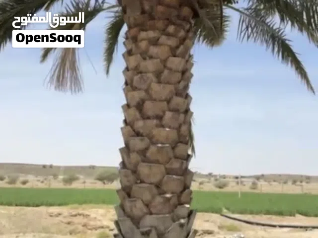 نخيل للبيع (نخيل عدد كبير  ارتفاع 4 متر وأقل للبيع )