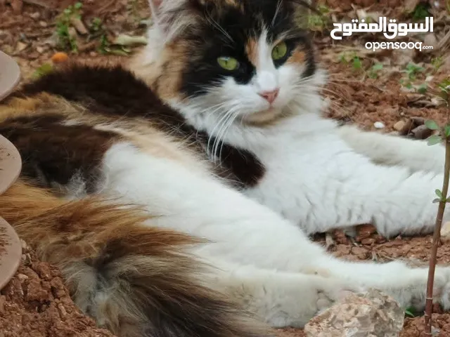 قطط أليفة ونظيفة للتبني في عمّان – سفر قريب وبحث عاجل عن بيوت مسؤولة تقدم الحب والرعاية الدائمة لها