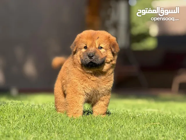 جراء تشاو تشاو