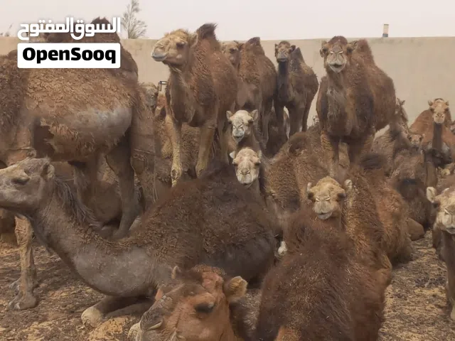 ابل للبيع لاي استفسار الاتصال على رقم الهاتف