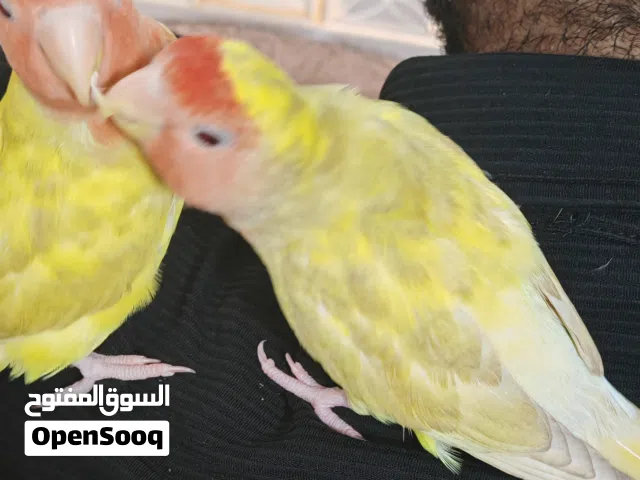 زوج مخاليف غندور روز عين حمره