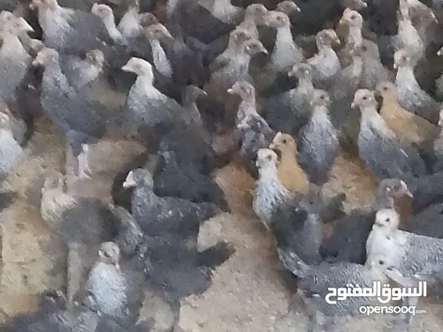 فرخات دجاج نخب