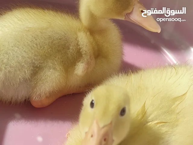#بط للبيع بطتين نظيفات ونشيطات عمر شهر بصحة ممتازة