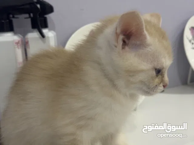 قطين للتبني