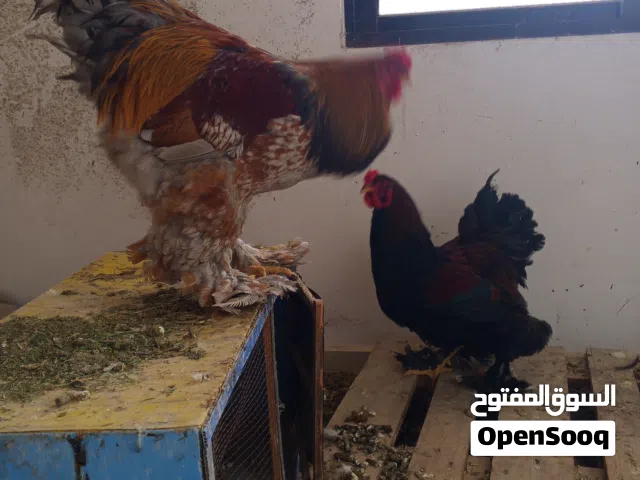 ديوك براهميات نخب اول