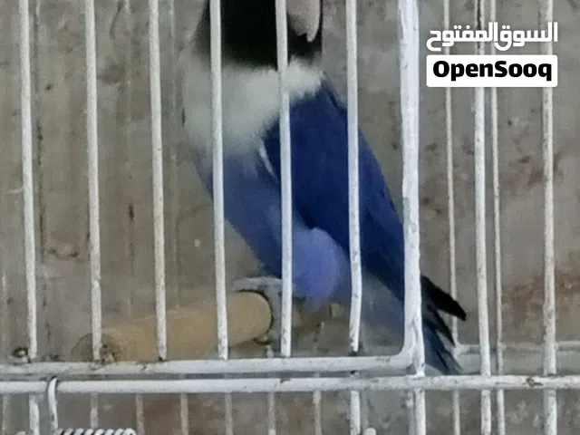 متاح نتايه بير سوناتا درجه