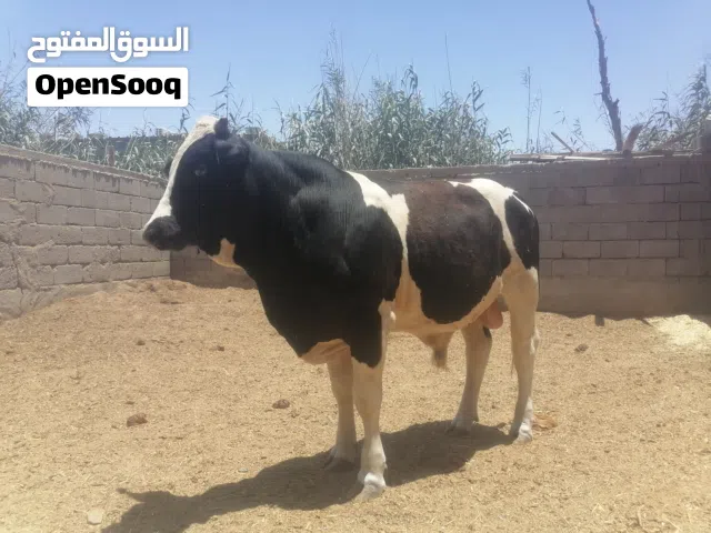 عجل استرالي للبيع