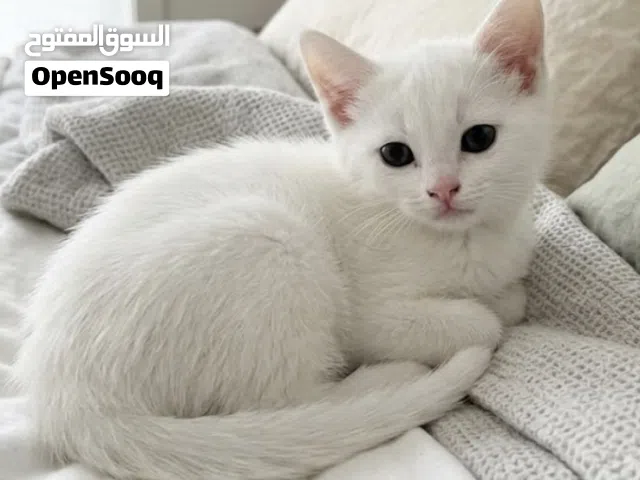 للبيع كتن شيرازي للتواصل تحت