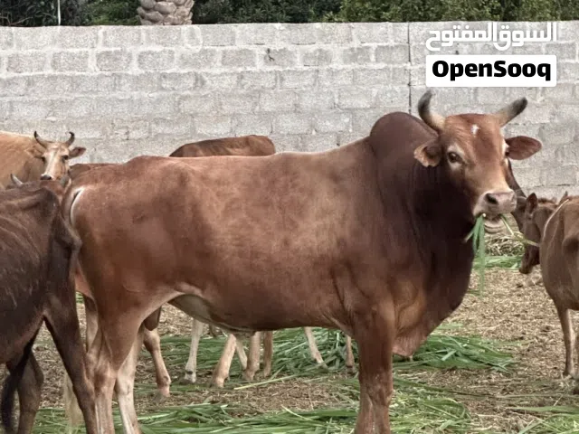 ثور عماني للبيع