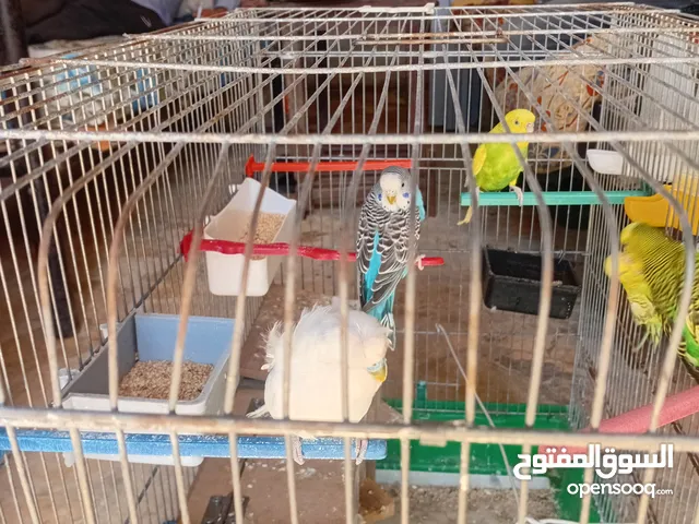طيور حب بلدي +هوقو رومو