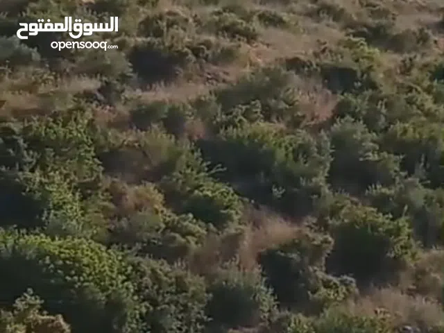 6دونمات ونصف للبيع في قريه صيدا