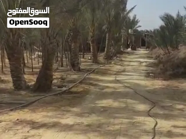 Farm Land for Sale in Beheira Wadi al-Natrun