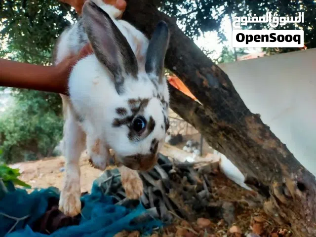 جوز بابيون للبيع