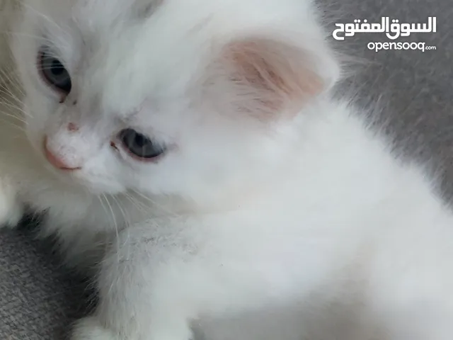 قطط مكس شيرازي شهرين