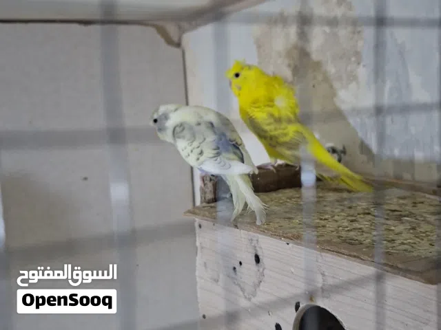 طيور حب  هوجو روم . بلدي للبيع