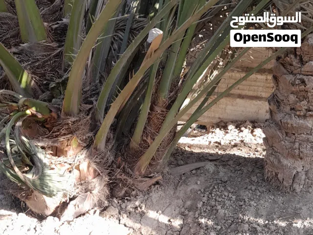 فساءل برحي اصلي مو نسيجي