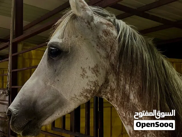 حصان شعبي كفوو جدا جدا للبيع