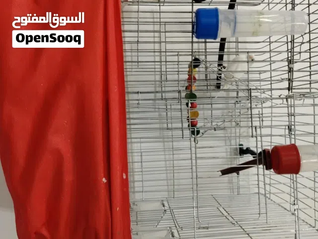 كنار انثى مع قفص كبير+ صغير