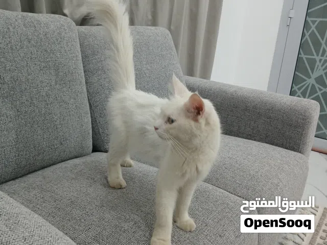 قط للبيع لطيف