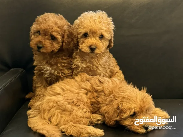 Pure Toypoodle توي بودل