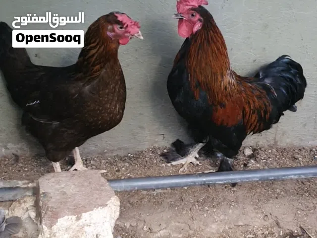متاح ديج ودجاجه بياضه سعر ب35 مكان بغداد نفق الشرطة متاح ديج ودجاجه بياضه سعر ب35 مكان بغداد نفق الش