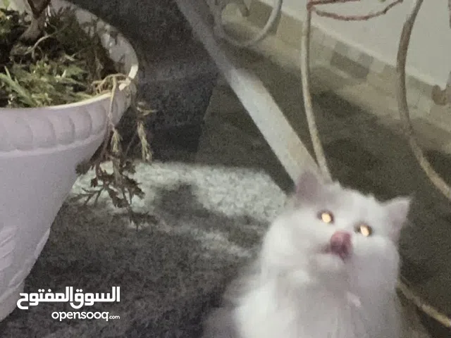 انثى شيرازي اليفه جدا