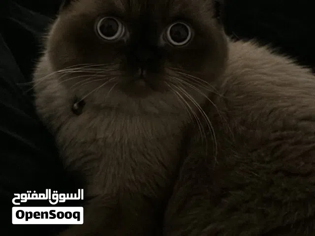 قط ذكر للتزاوج