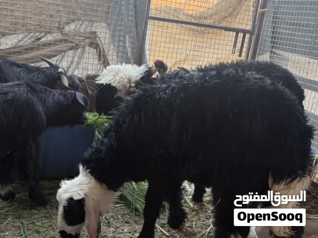 للبيع ذبايح