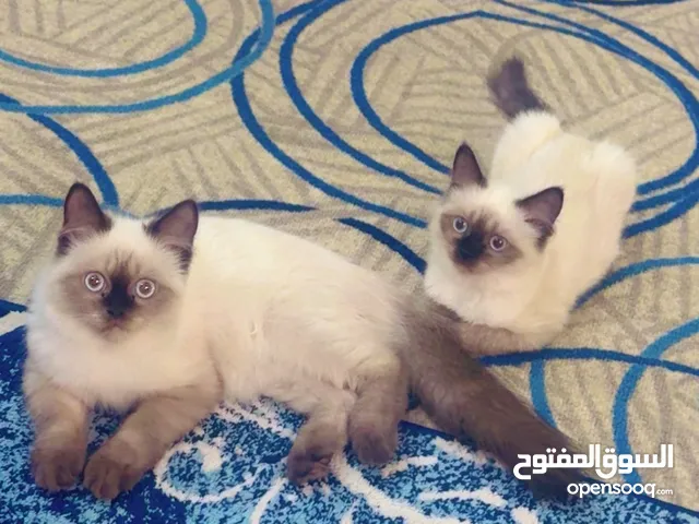 قطط هملايا